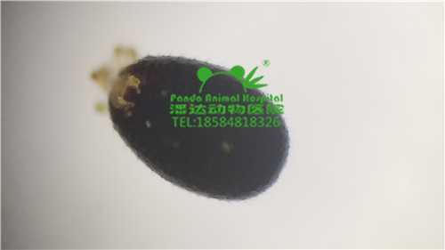 蛇体表寄生虫的镜检 第3张