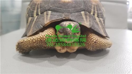 辐射病例2 第7张
