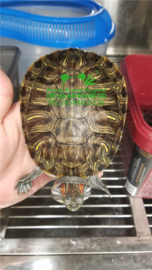 巴西龟 双侧鼓膜脓肿 第4张