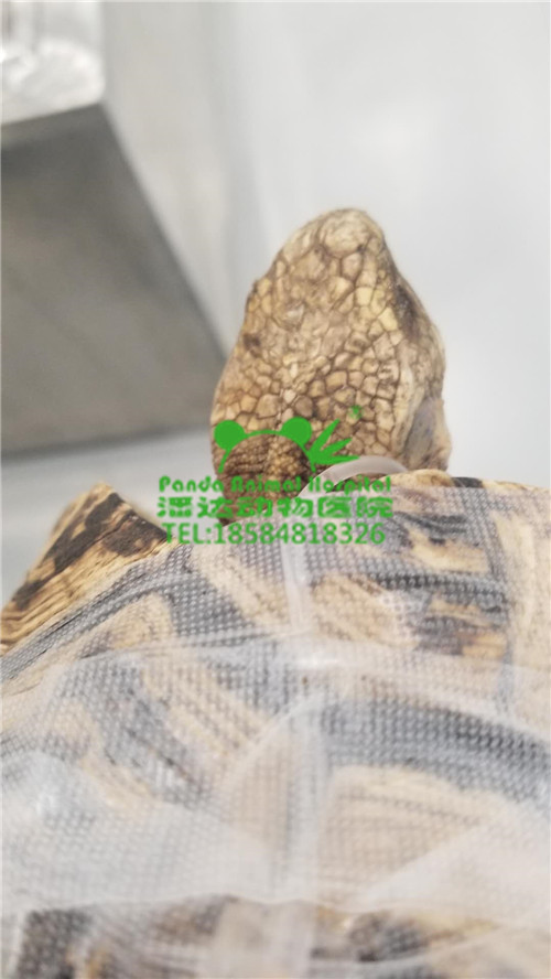 豹龟 拒食 精神沉郁 第7张