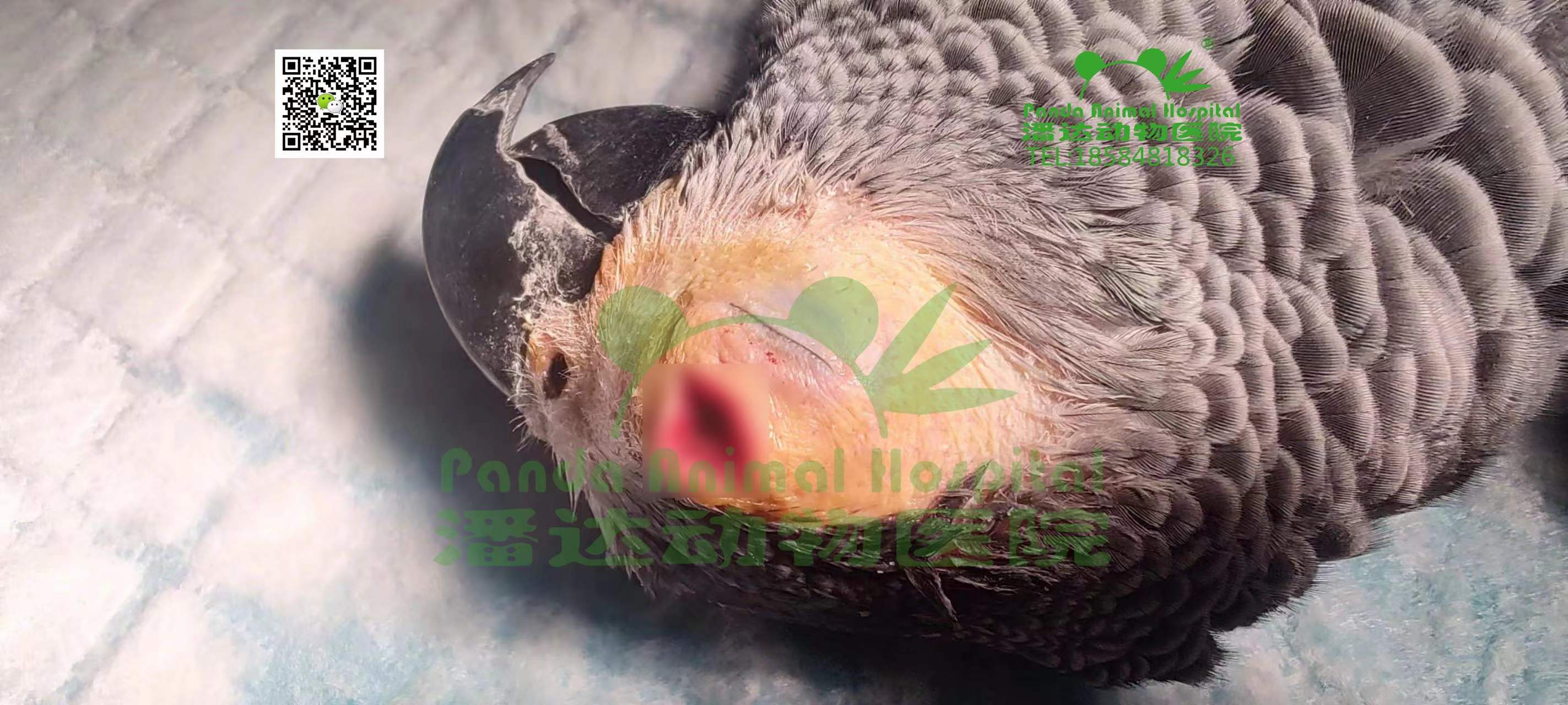 灰鹦鹉 皮下肿块切除术 第4张