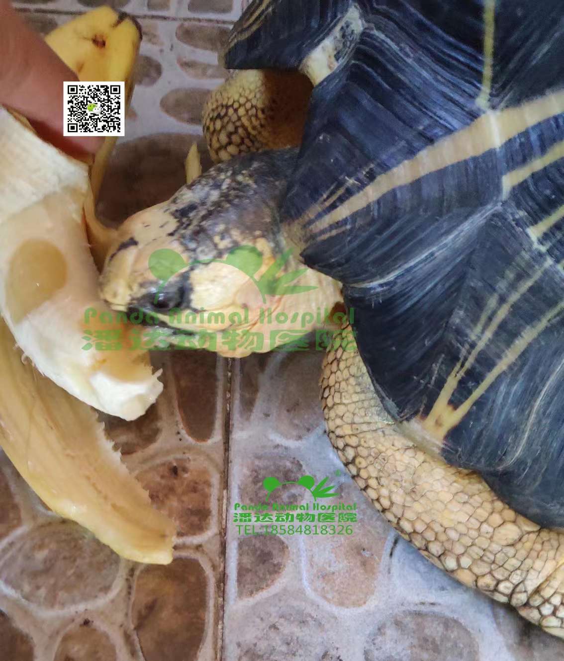 辐射陆龟 食欲废绝 第1张